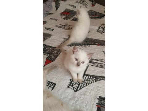 British shorthair kedisi