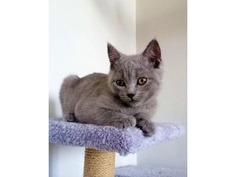 2,5 aylık yaz şekeri british shorthair