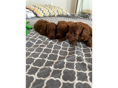 Poodle tea cup dark brown yavrular