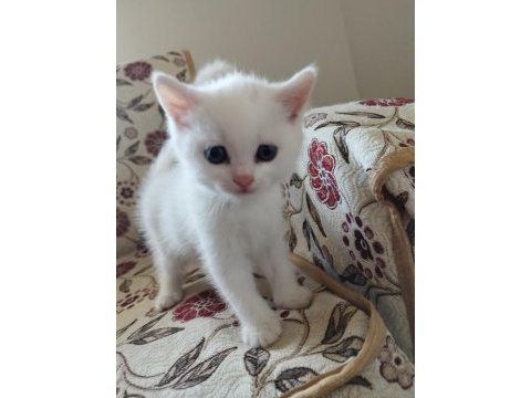 Mavi gözler british shorthair