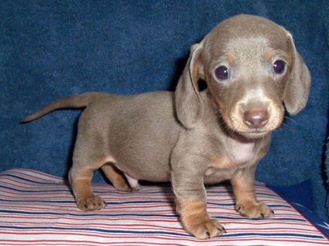 Çiftliğimizden a kalite dachshund bebekler