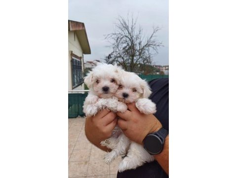 Maltese yavru bebekler