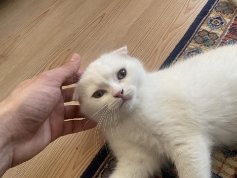 Asil kızımızın asil yavrusu scottish fold
