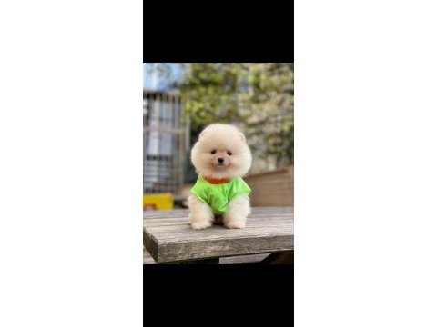 Pomeranian boo yavru