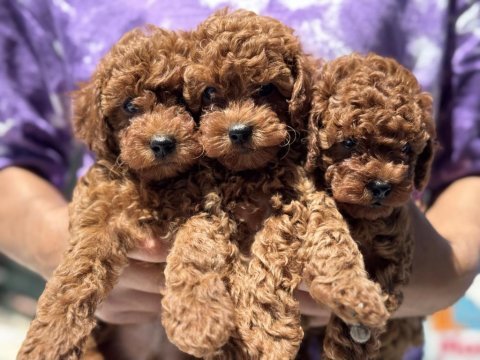 Ankaranın en seçkin minyatür poodle yavruları