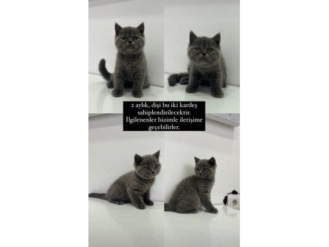 Tatlış british shorthair kediler