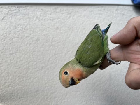 Yeni yeme düşen sevda papağanı