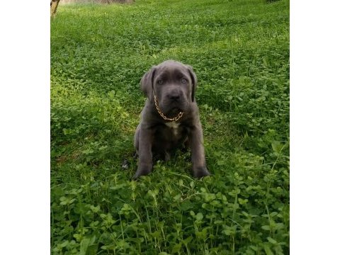 Cane corso blue yavrumuz erkek