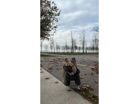 French bulldog köpeğimiz