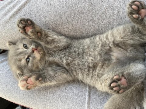 Scottish fold yavru