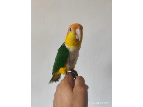 Full evcil konuşan caique