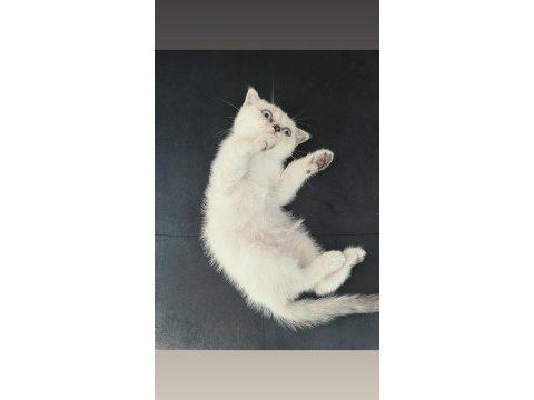 2.5 aylık erkek scottish fold