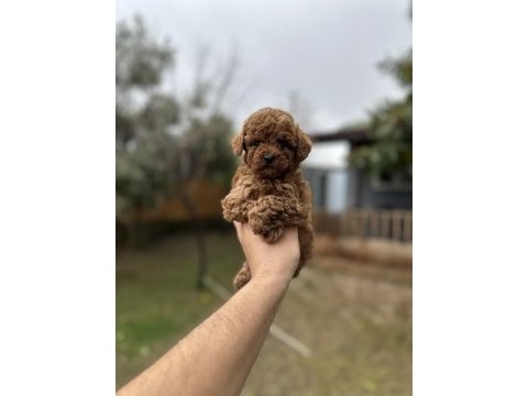 Sağlık ve ırk garantili toy poodle yavrularımız 
