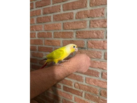 Suncheck bebek konur papağanı