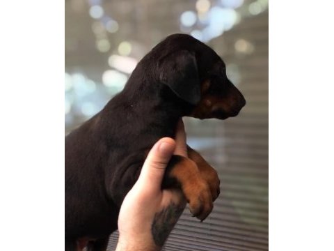 Siyah doberman yavrular