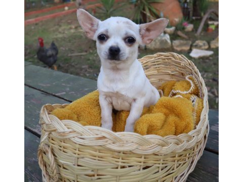 Chihuahua dişi yavru elma kafa küt burun