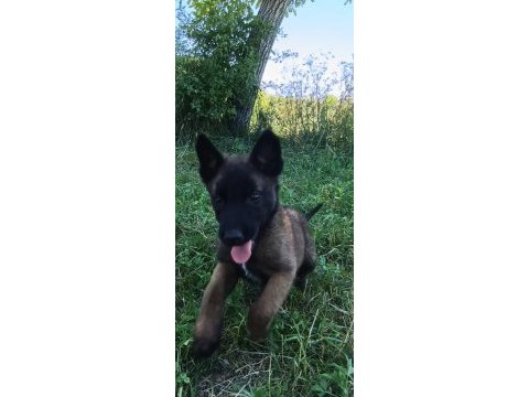 Üst düzey safkan belçika malinois bebekler
