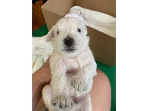 Safkan minyatür schnauzer