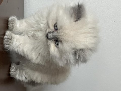 3 dişi ve 2 erkek british longhair
