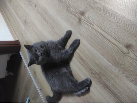 Sahiplendirme british shorthair