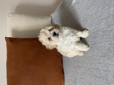 Maltipoo yavrular