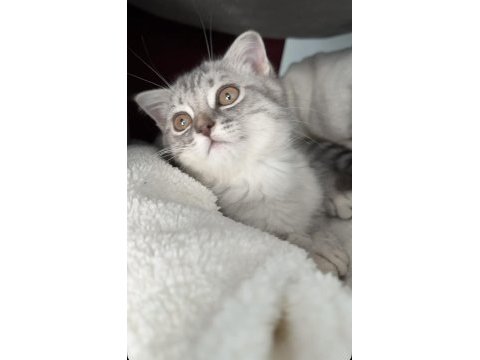 British shorthair erkek ve sevimli