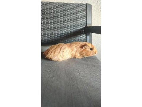 2 adet erkek ginepig