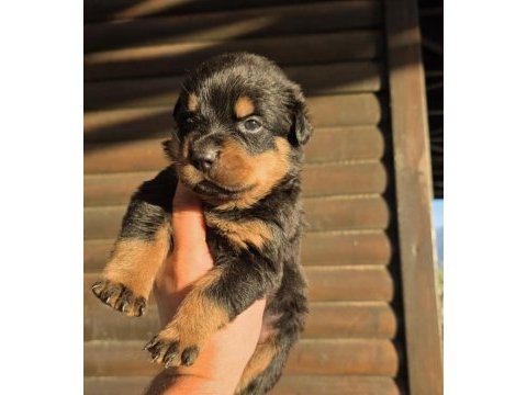 Premium rottweiler