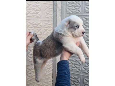 Üst düzey alabai yavruları