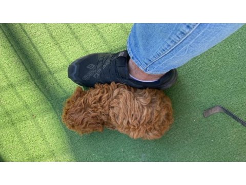 Kore kanı orijinal red brown toy poodle dişi