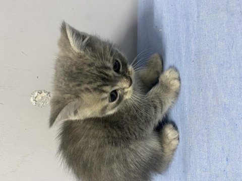 Yavru safkan british shorthair kedilere yuva