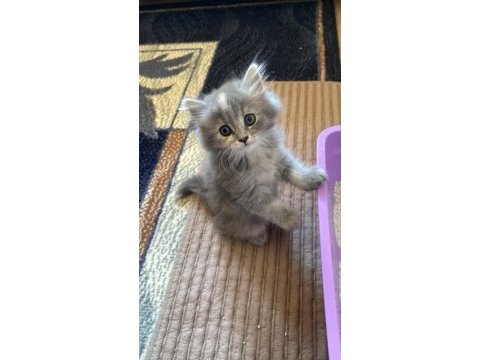 Dişi british longhair kedisi
