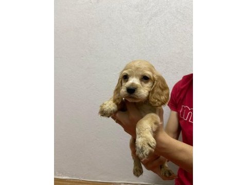 American cocker yavrularımız yeni ailesini arıyor