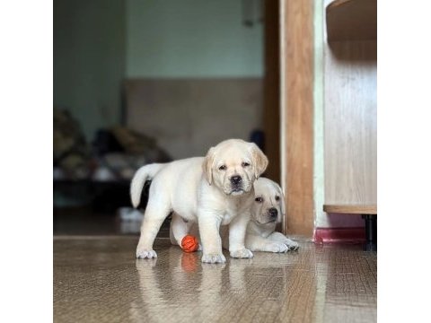 Türkiyenin en özel çifliğinden labrador yavruları 