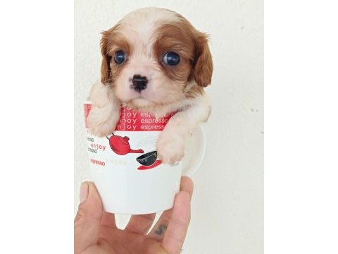 Anne altından cavalier king charles