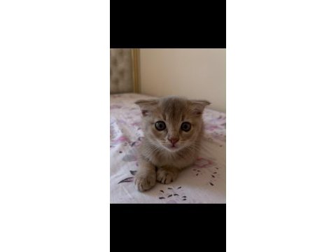 Dişi ve erkek scottish fold yavrumuz