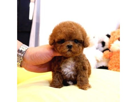Toy poodle yavrularım