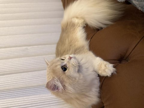 Saf kan cy12 british longhair