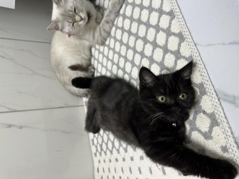 Çikolata british shorthair yavru