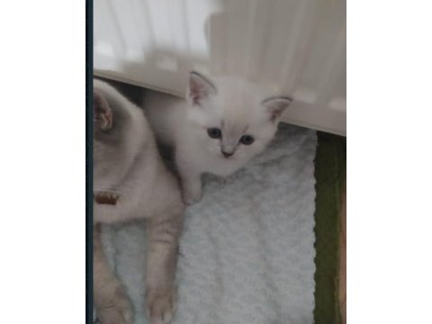 British blue point dişi sağlıklı yavru