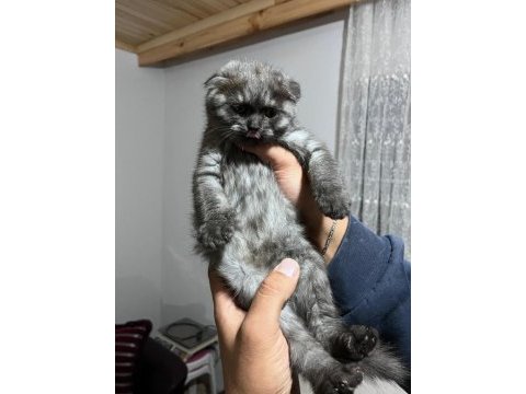 Scottish fold kedisi