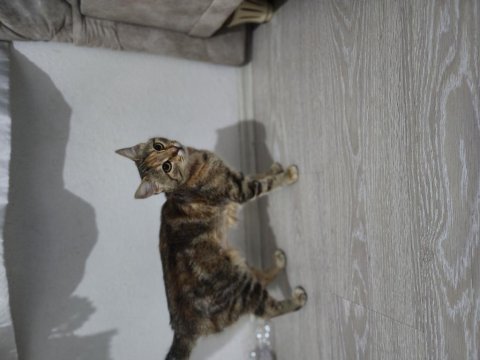 Temas bağımlısı kedimiz ismi çiçek.
