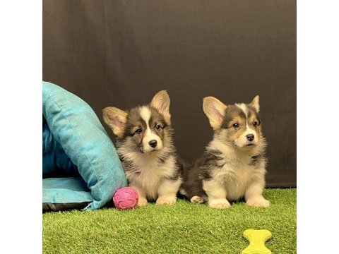 Pembroke welsh corgi yavruları - club k9 güvencesiyle