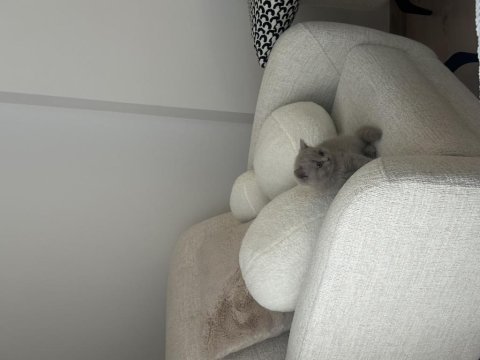British shorthair yavru