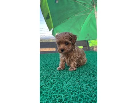 Baba kore poodle maltipoo dişi yavru