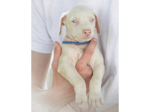 Albino doberman köpeği