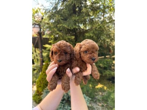 Mükemmel güzellikteki toy poodle yavrularımız