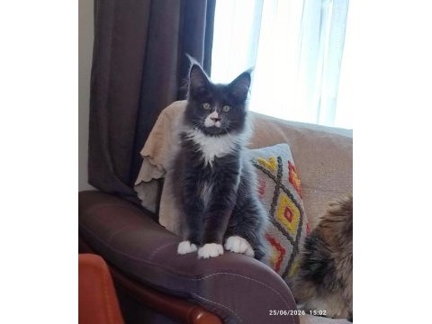 Safkan şecereli geleceğin şampiyon adayı maine coon