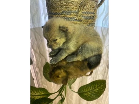 Pomeranian cinsi yavrular yeni yuva arıyor