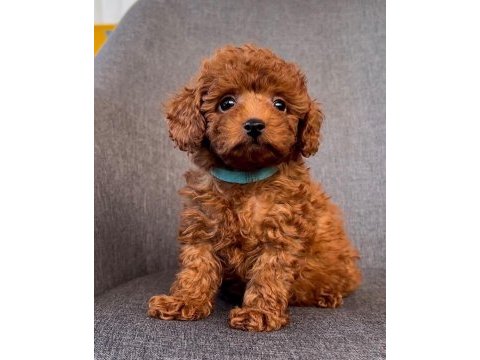 Toy poodle yavrular